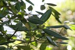 Daphniphyllum neilgherrense